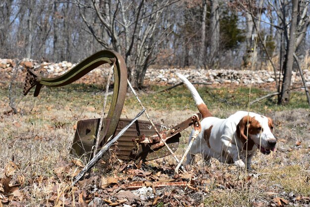 View of a dog on field