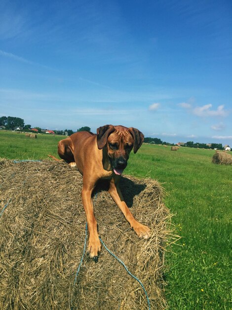 Foto vista di un cane sul campo