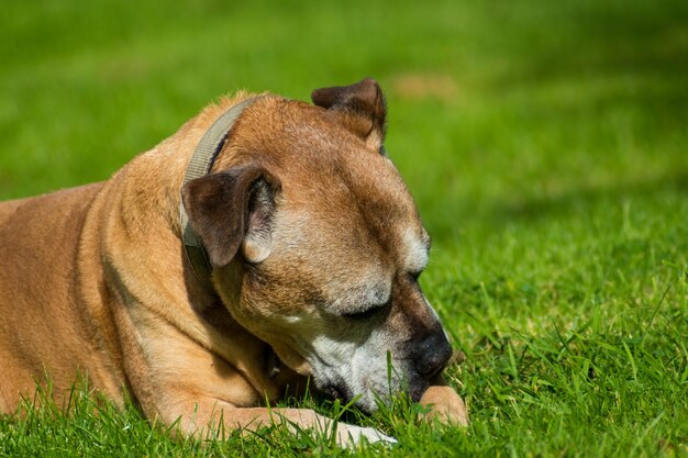 View of a dog on field