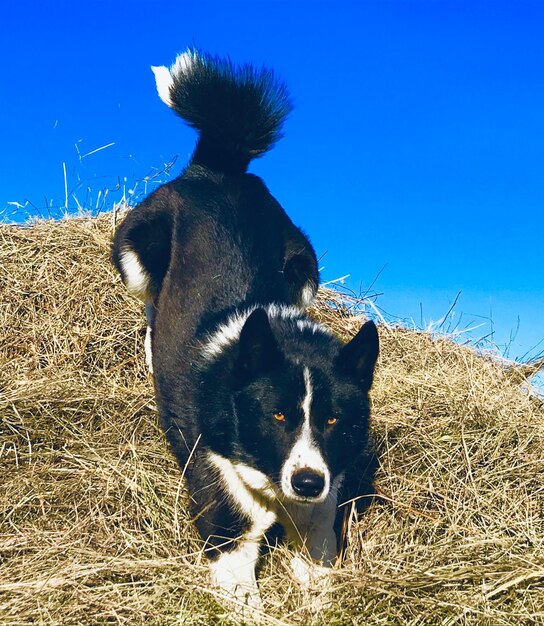 Photo view of a dog on field