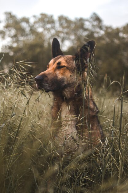 フィールドでの犬の景色