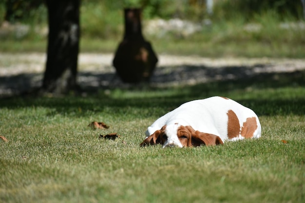 Photo view of a dog on field