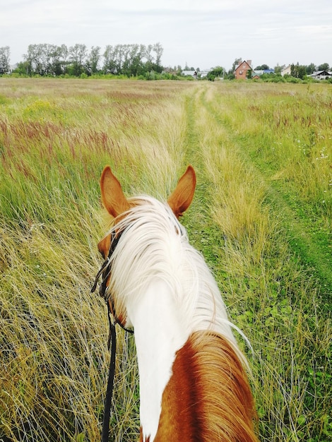 Foto vista di un cane sul campo