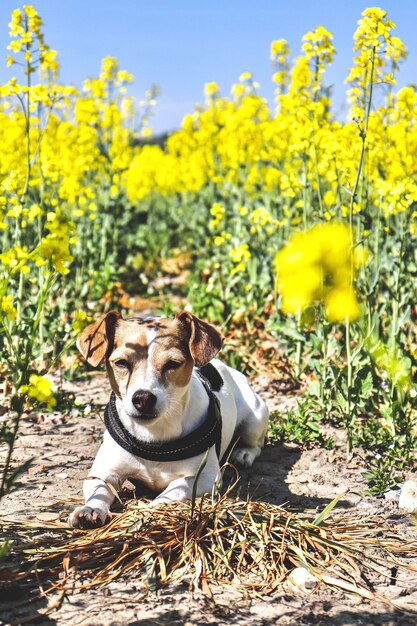 View of a dog on field