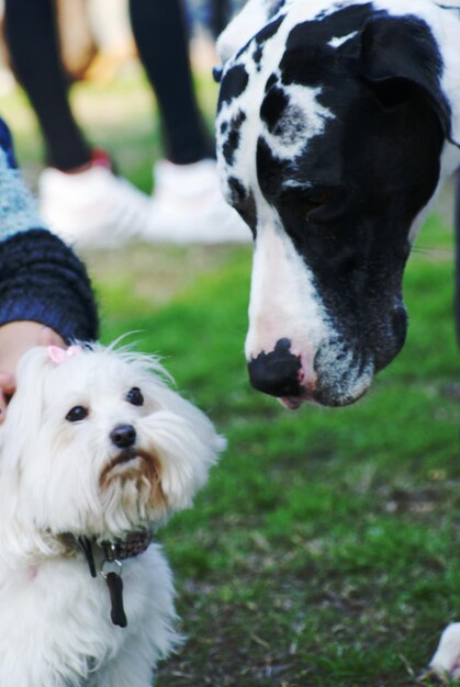 Photo view of dog on field