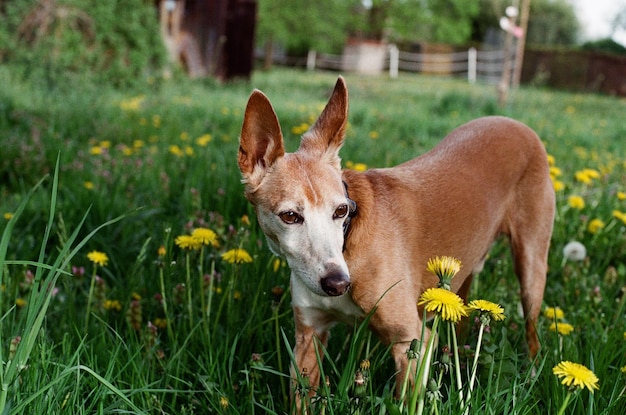 フィールドの犬の景色