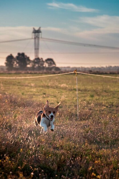 Photo view of dog on field