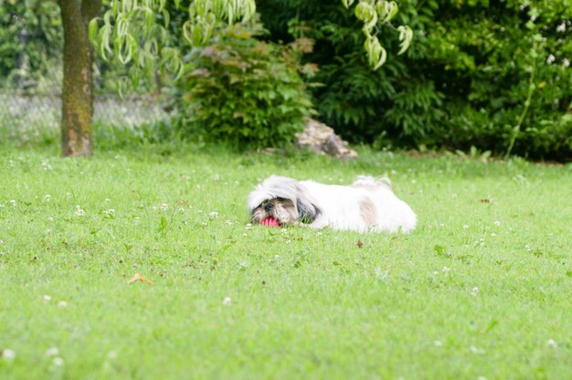 Foto vista di un cane sul campo