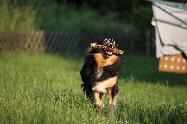 Foto vista di un cane sul campo