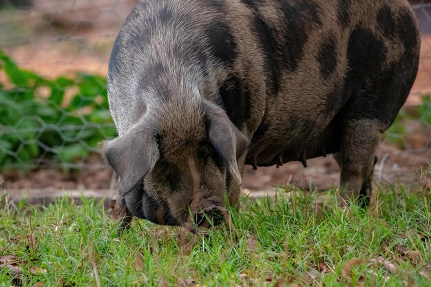 Foto vista di un cane sul campo