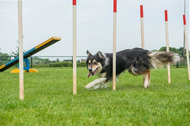 フィールドの犬の景色