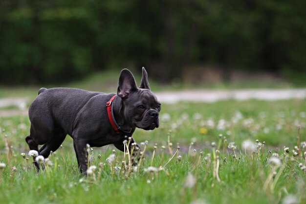 Photo view of a dog on field