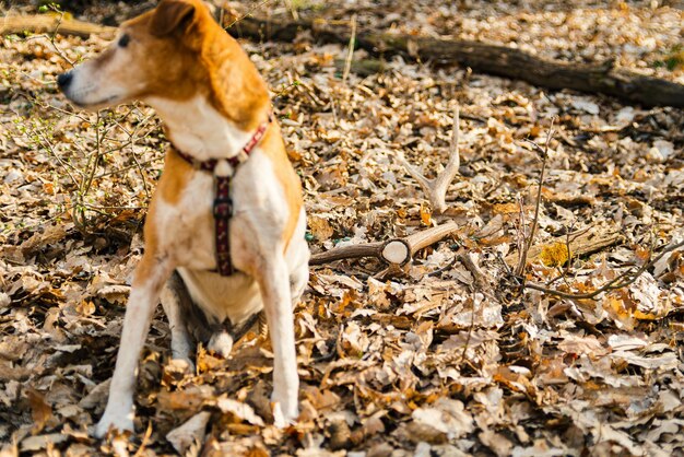 Photo view of dog on field