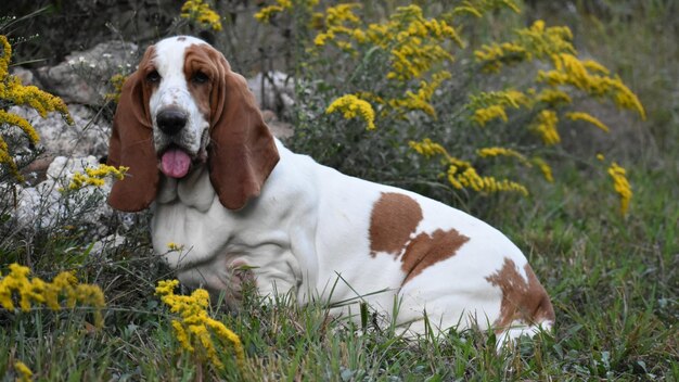 Photo view of a dog on field