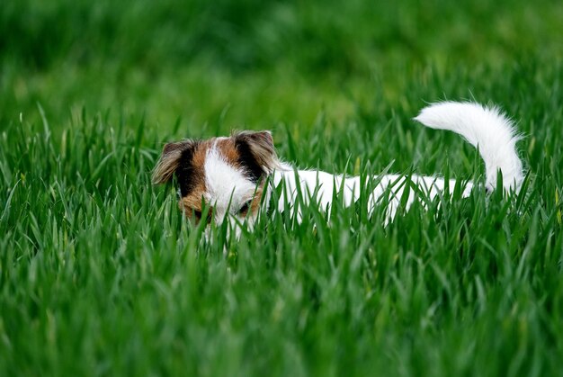 Photo view of a dog on field