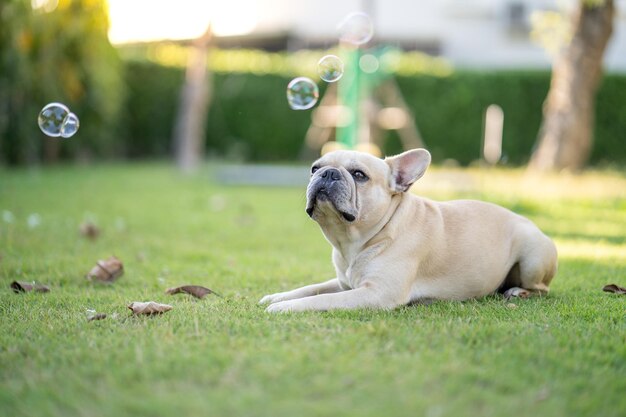 View of a dog on field