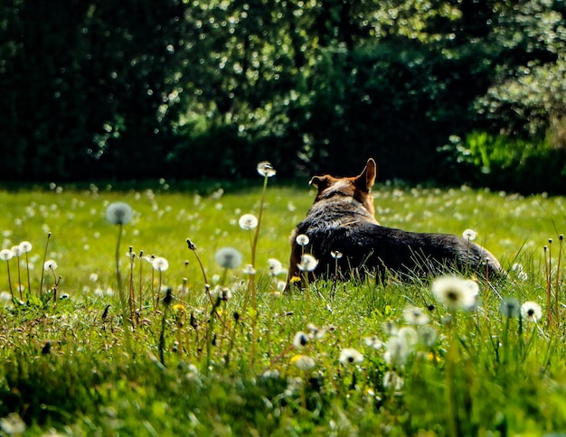 Photo view of a dog on field