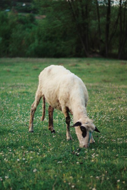 View of a dog on field