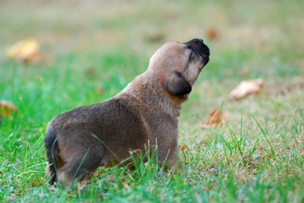 View of dog on field