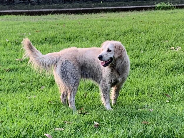 View of dog on field