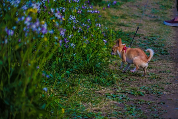 Photo view of a dog on field