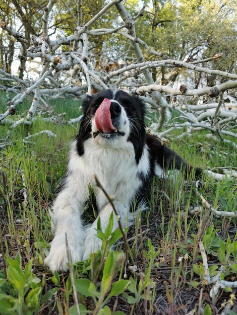 Photo view of a dog on field