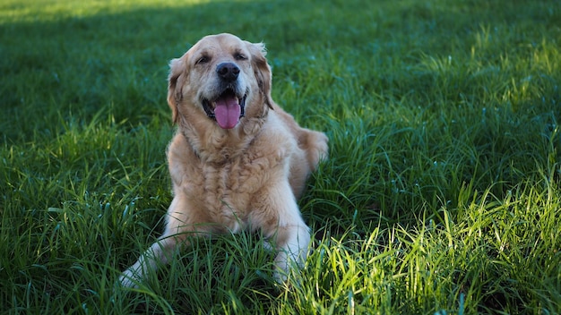 フィールドの犬の景色