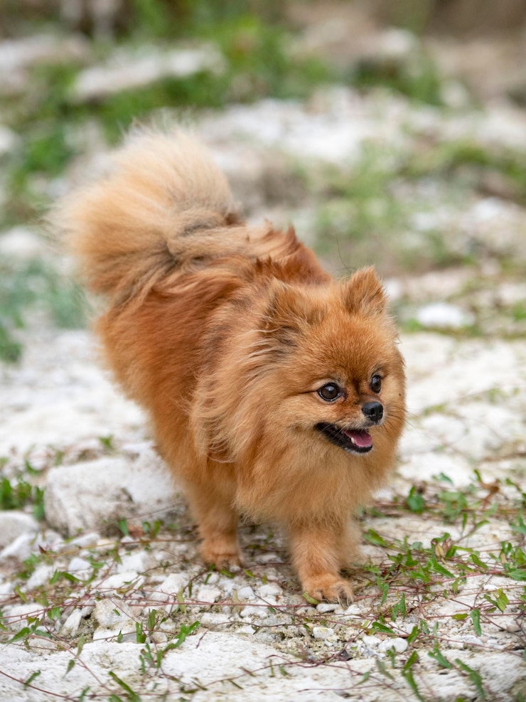 Photo view of a dog on field