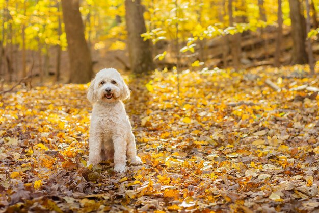 Foto vista di un cane nella foresta