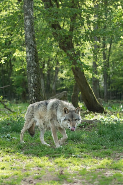 Foto vista di un cane nella foresta