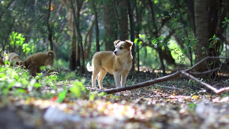 फोटो view of a dog in the forest