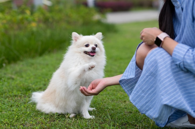 草の上にある犬の景色