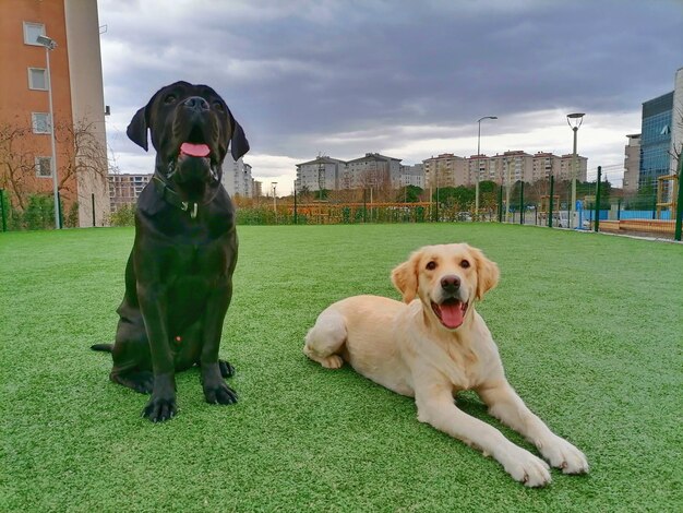 View of dog on green grass against sky