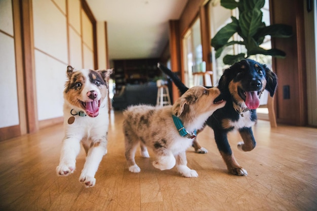 自宅での犬の眺め