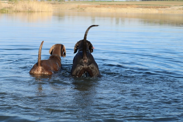 View of dog in lake