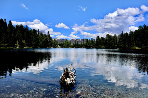 Photo view of a dog in lake