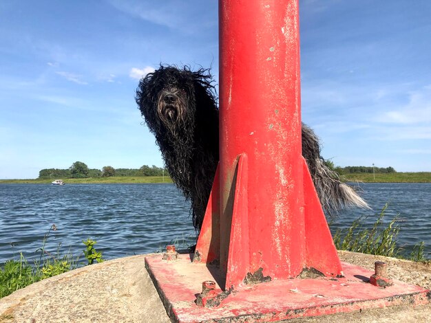 Foto vista di un cane sul lago