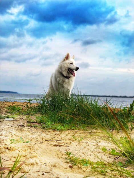 View of dog on land against sea