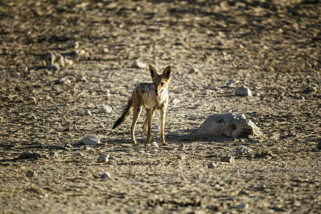 Photo view of dog on land