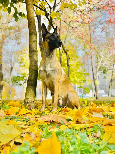 View of a dog on land