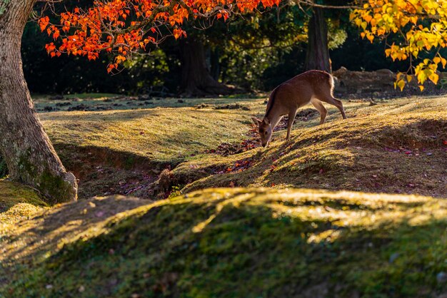 Photo view of a dog on land