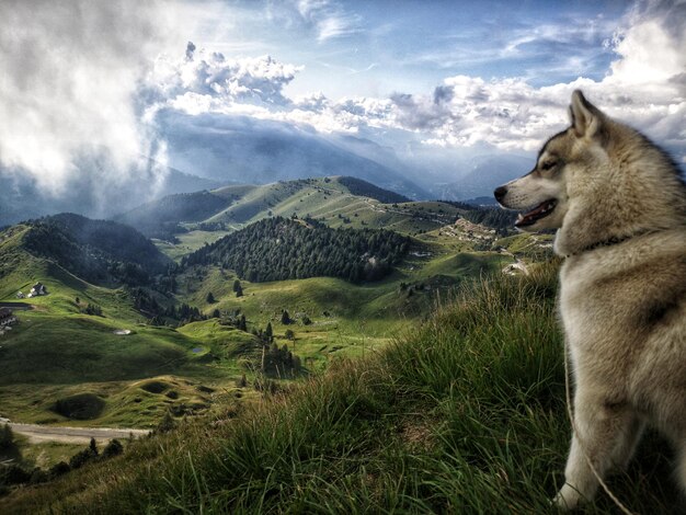 Photo view of a dog on landscape