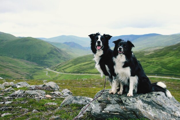 Photo view of a dog on landscape