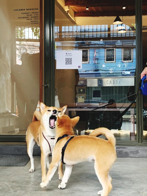 Photo view of a dog looking away in city