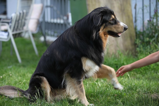 View of dog looking away on field