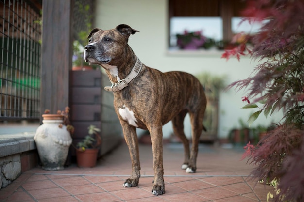 View of dog looking away