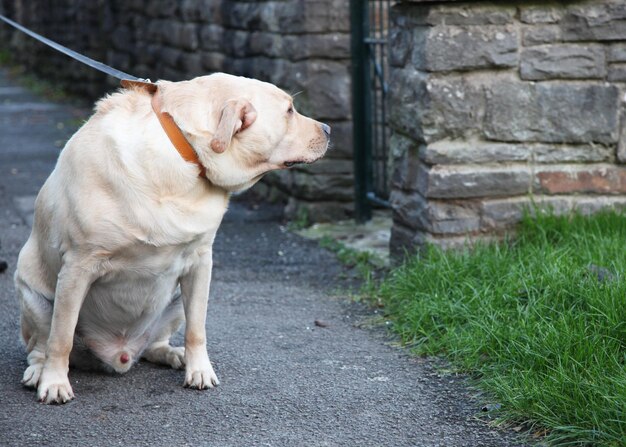 View of a dog looking away