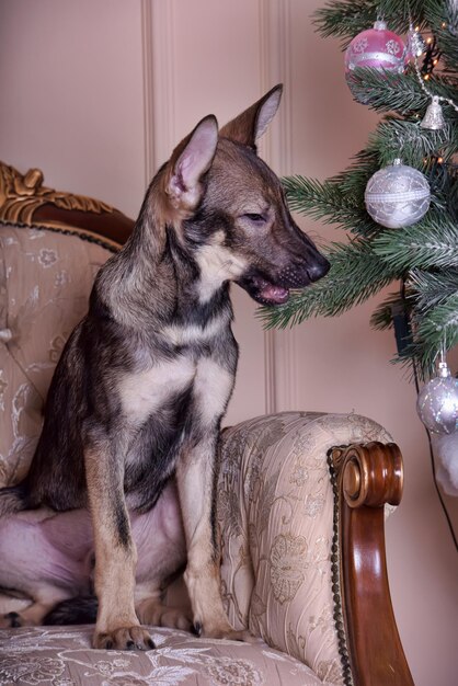 Foto vista di un cane che guarda da un'altra parte