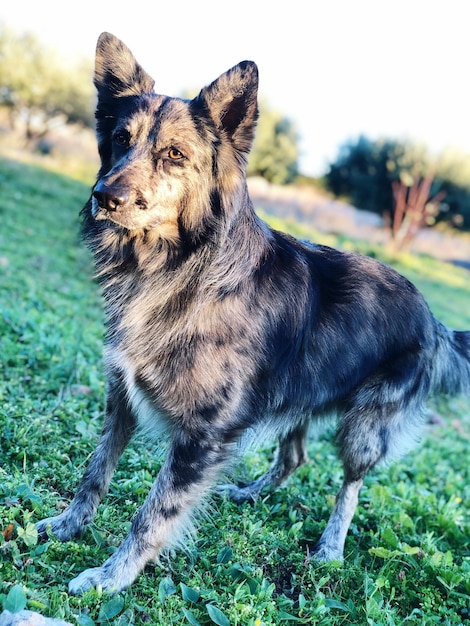 Foto vista di un cane che guarda da un'altra parte