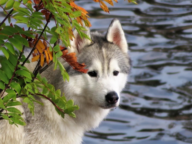 Foto vista di un cane che guarda altrove